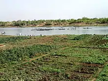 Des champs cultivés au bord du fleuve Sénégal, près de la ville de Kayes, Mali