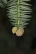 Cunninghamia lanceolata