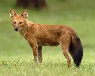 Chien sauvage d'Asie (Cuon alpinus).