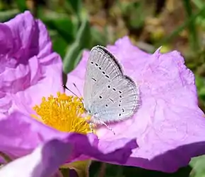 Description de l'image Cupido lorquinii. underwings - Flickr - gailhampshire.jpg.