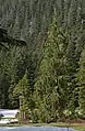 Cyprès de Nootka, Cupressus nootkatensis.