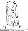 Les cupules de l'un des deux menhirs dits du « Gibet des Moines ».