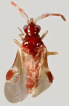 Curaliidae : Curalium cronini.