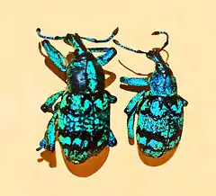 Description de l'image Curculionidae - Eupholus chevrolati.JPG.