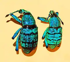 Description de l'image Curculionidae - Eupholus geoffroyi.JPG.