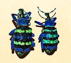 Description de l'image Curculionidae - Eupholus magnificus.JPG.