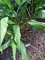 Feuilles Curcuma blanc - Jardin des Gingembres - Jardin Botanique de Singapour