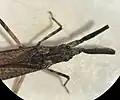 Curicta scorpio (Texas, États-Unis), gros plan sur l'avant, montrant le pronotum allongé.