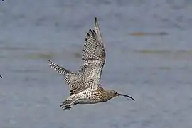 Courlis cendré en vol (Écosse)