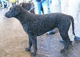 Retriever à poil bouclé