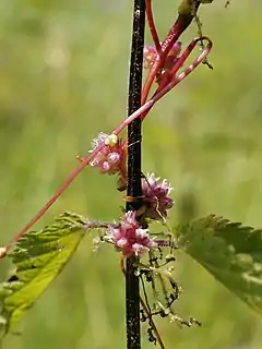 Description de cette image, également commentée ci-après