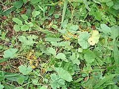 Cuscuta campestris : colonisation du milieu