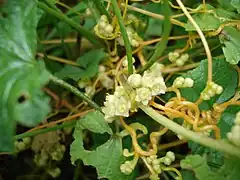 Fleurs de la Cuscute champêtre