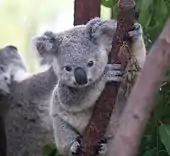 Bébé koala mignon se tenant de face à une branche