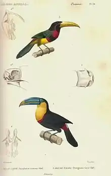 Esquisses d'oiseaux au plumage coloré et au grand bec.