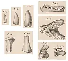 extraits de dessins d'os et de dents, gravure du XIXe siècle.