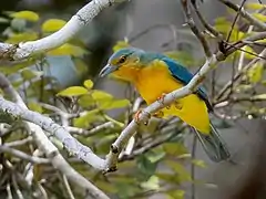 Description de l'image Cyanicterus cyanicterus - Blue-backed Tanager (female); Ramal do Pau Rosa, Manaus, Amazonas, Brazil.jpg.