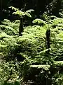 Les fougères arborescentes (Cyathea capensis) poussent dans les parties les plus humides de la forêt.