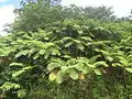 Cyathea arborea à  Porto Rico