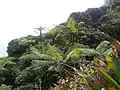 Cyathea arborea sur la Soufrière (Guadeloupe)