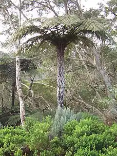 Cyathea glauca poussant sous un Acacia heterophylla dans la forêt de Bélouve.