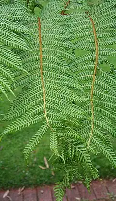 Description de l'image Cyathea tomentosissima 05.jpg.