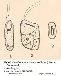 Cyathomonas truncata (From.) Fresen.(d'après Engler et Prantl)