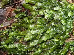 Cyathophorum bulbosum.