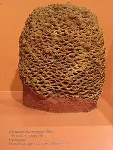 Photo d'une plante fossile de forme ronde et alvéolée.