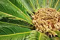 Cycas revoluta du jardin botanique de Bayonne