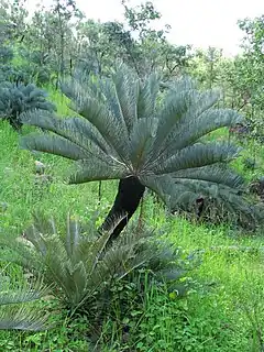 Description de l'image Cycas platyphylla 1.jpg.