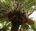 Inflorescence du Cycas revoluta mâle.