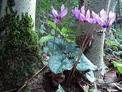 Description de l'image Cyclamen-purpurascens-Alpenveilchen.jpg.