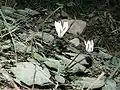 Cyclamen balearicum à Majorque