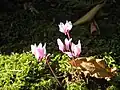 Fleurs de Cyclamen cilicium en automne