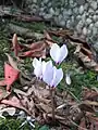 Cyclamen cilicium f. album