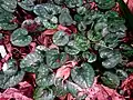 Feuilles de Cyclamen cilicium au printemps