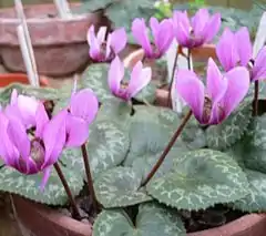 Cyclamen colchicum