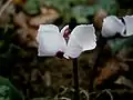 forme à fleurs blanches(f. pallidum)