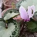 Fleur de Cyclamen graecum