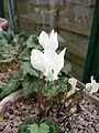 Cyclamen graecum f. album