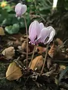 Cyclamen hederifoliumen début de floraison.