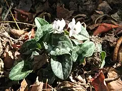 Cyclamen hederifolium‘Amaze Me White’.