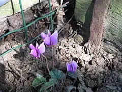 Cyclamen hederifolium‘Amaze Me’.