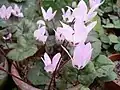 Cyclamen libanoticum