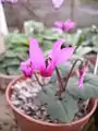 Cyclamen rhodium subsp. vividum