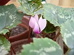 Description de l'image Cyclamen_rohlfsianum.jpg.