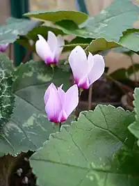 Cyclamen rohlfsianum