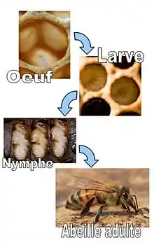 Présentation du cycle de l'abeille de l'œuf a l'abeille adulte