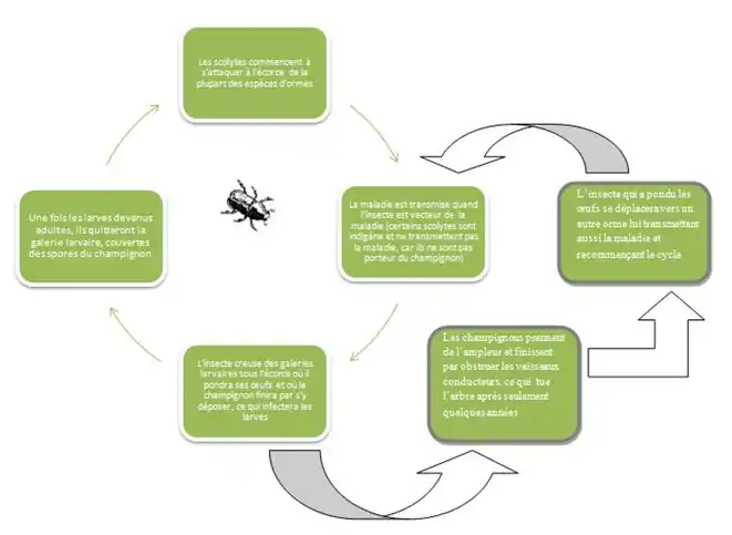 Cycle général de la maladie hollandaise de l'orme